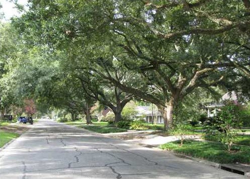 treed-streets-longwood-drive-baton-rouge